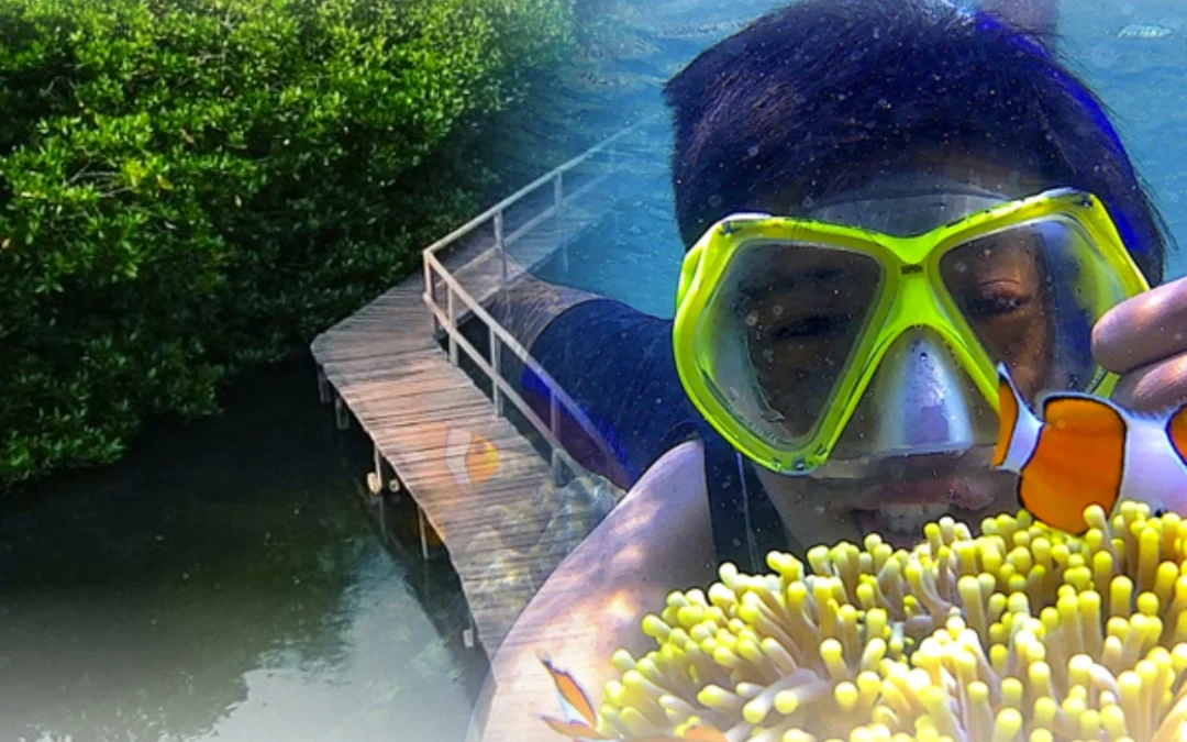 Snorkeling & Mangrove Day Tour